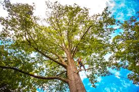 Trusted Oak Grove, LA Tree Care Experts