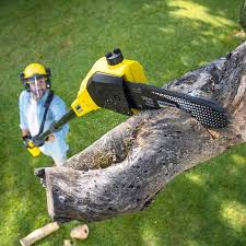 Best Stump Grinding and Removal  in Oak Grove, LA