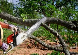 Best Tree Mulching  in Oak Grove, LA