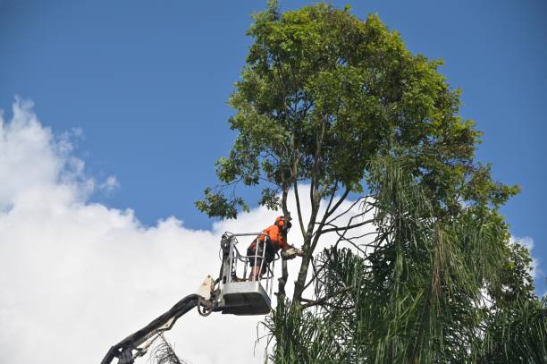 Best Storm Damage Tree Cleanup  in Oak Grove, LA