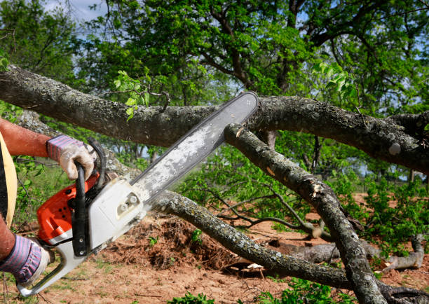 Best Tree Disease Treatment  in Oak Grove, LA